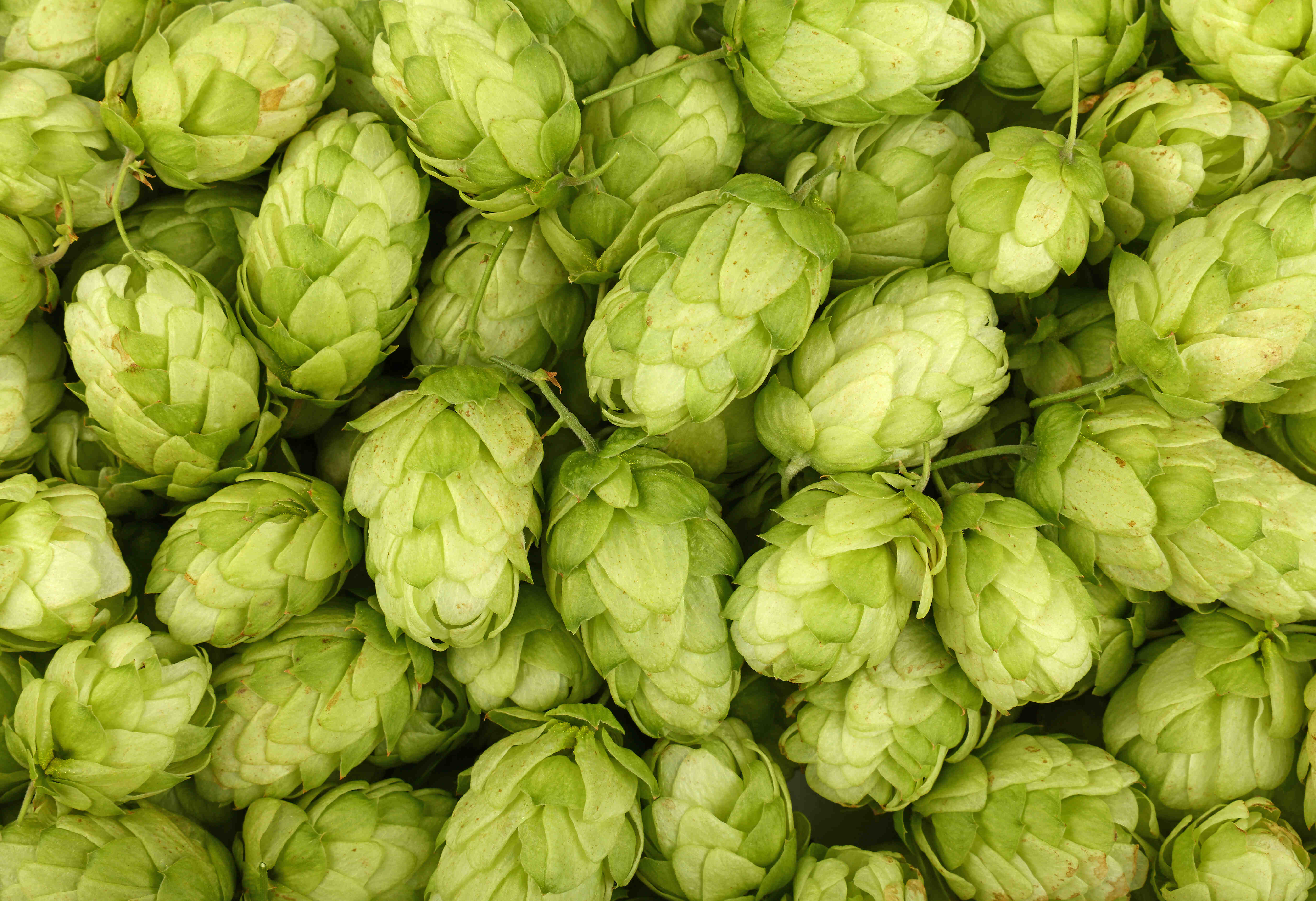 Houblon : efficacité pour le sommeil mythe ou réalité ? Houblon : Efficacité pour le sommeil mythe ou réalité ?