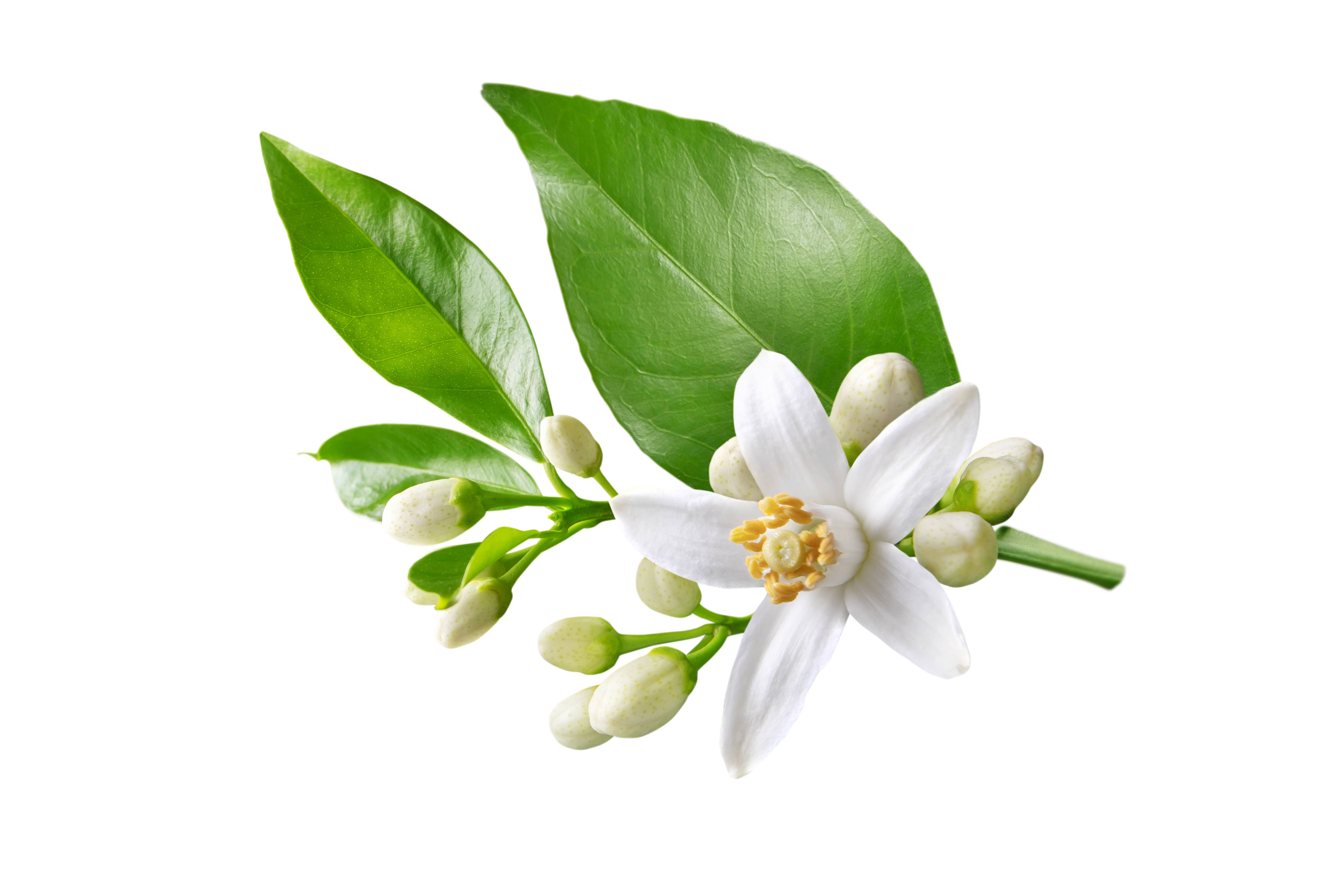 Fleur d'oranger pour dormir : les avantages essentiels Fleur d'oranger pour dormir