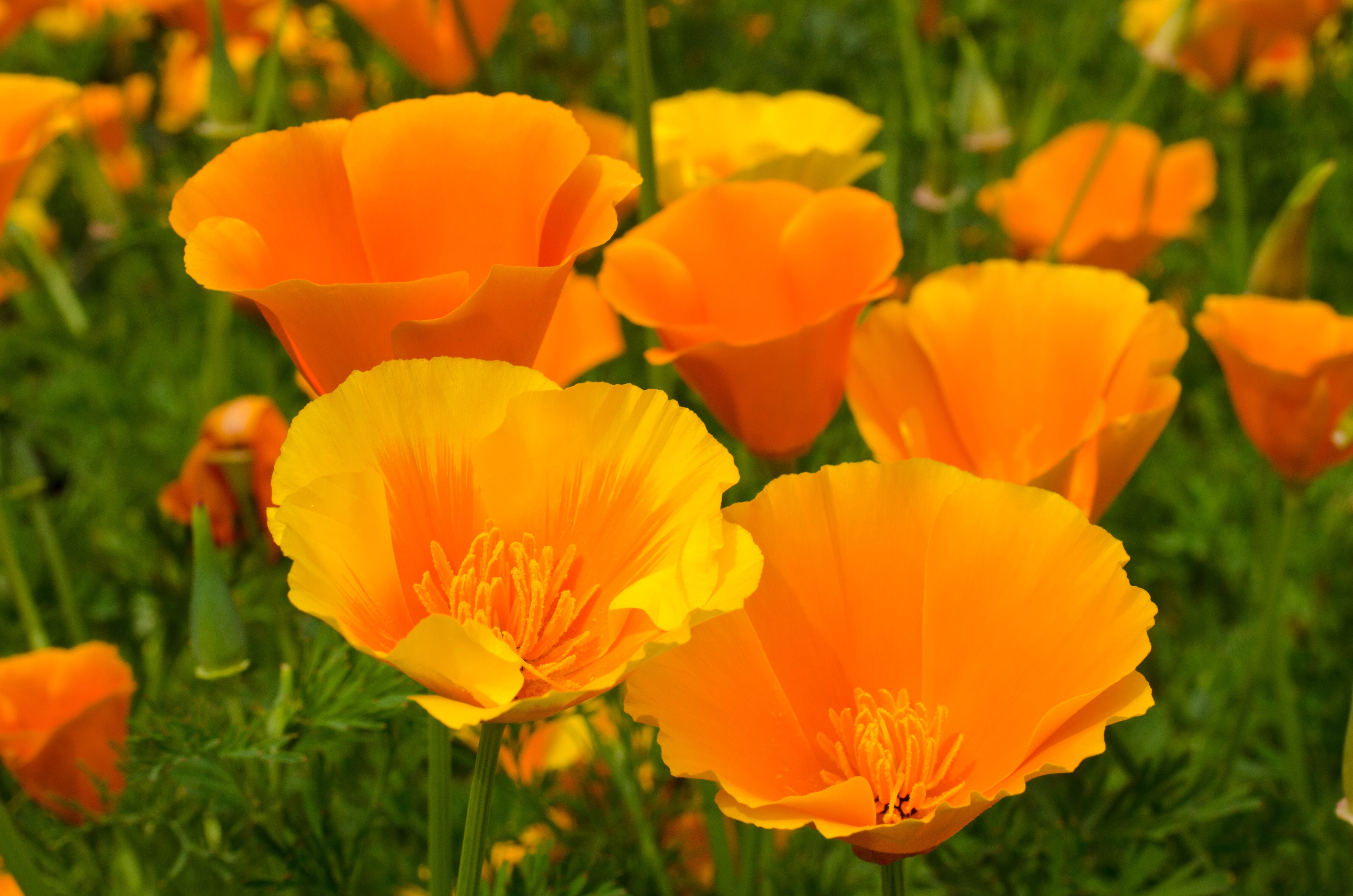 Pavot de californie : bon choix pour le sommeil? Pavot de californie et sommeil
