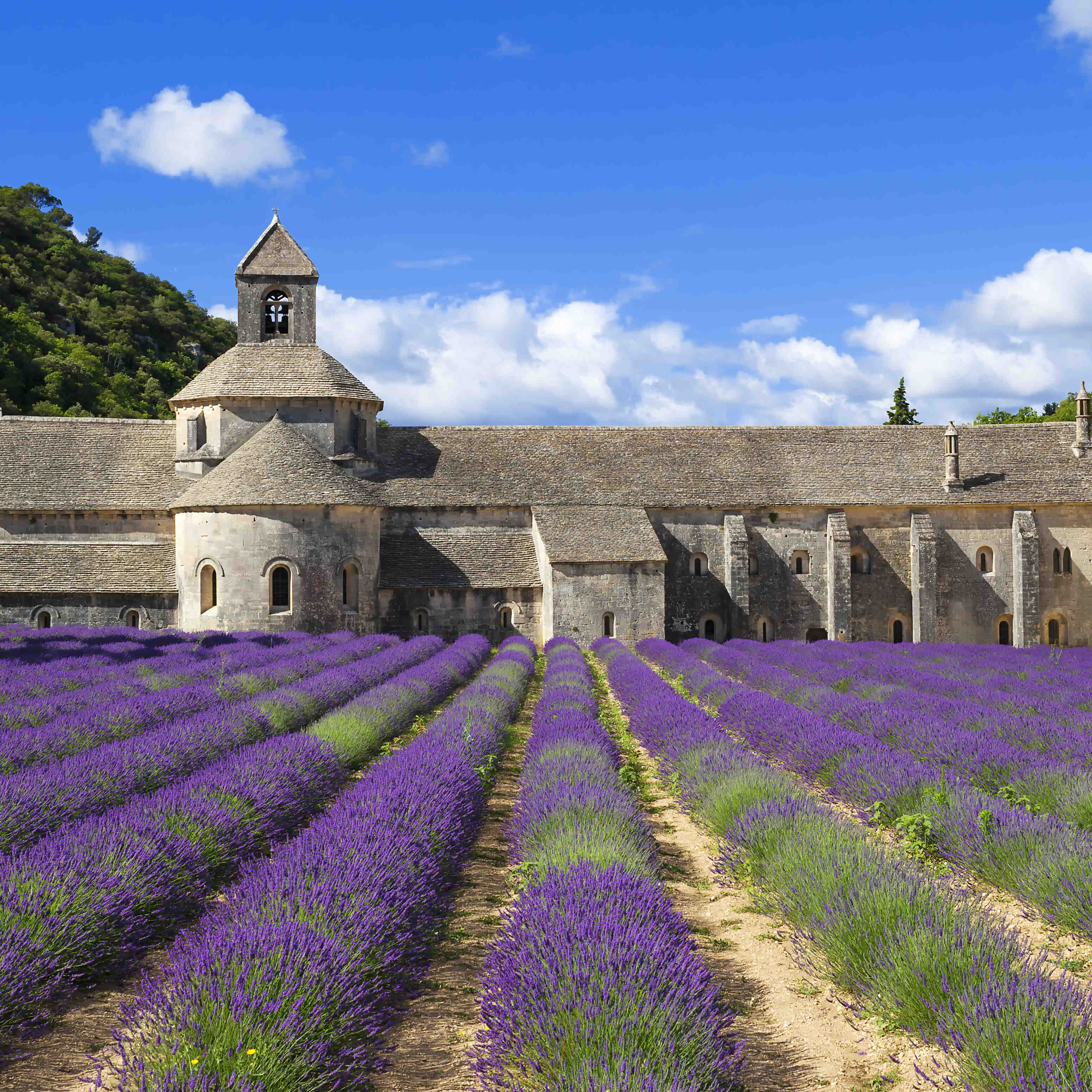 Les bienfaits de la valériane sur le sommeil La Valériane, une plante aux multiples vertus