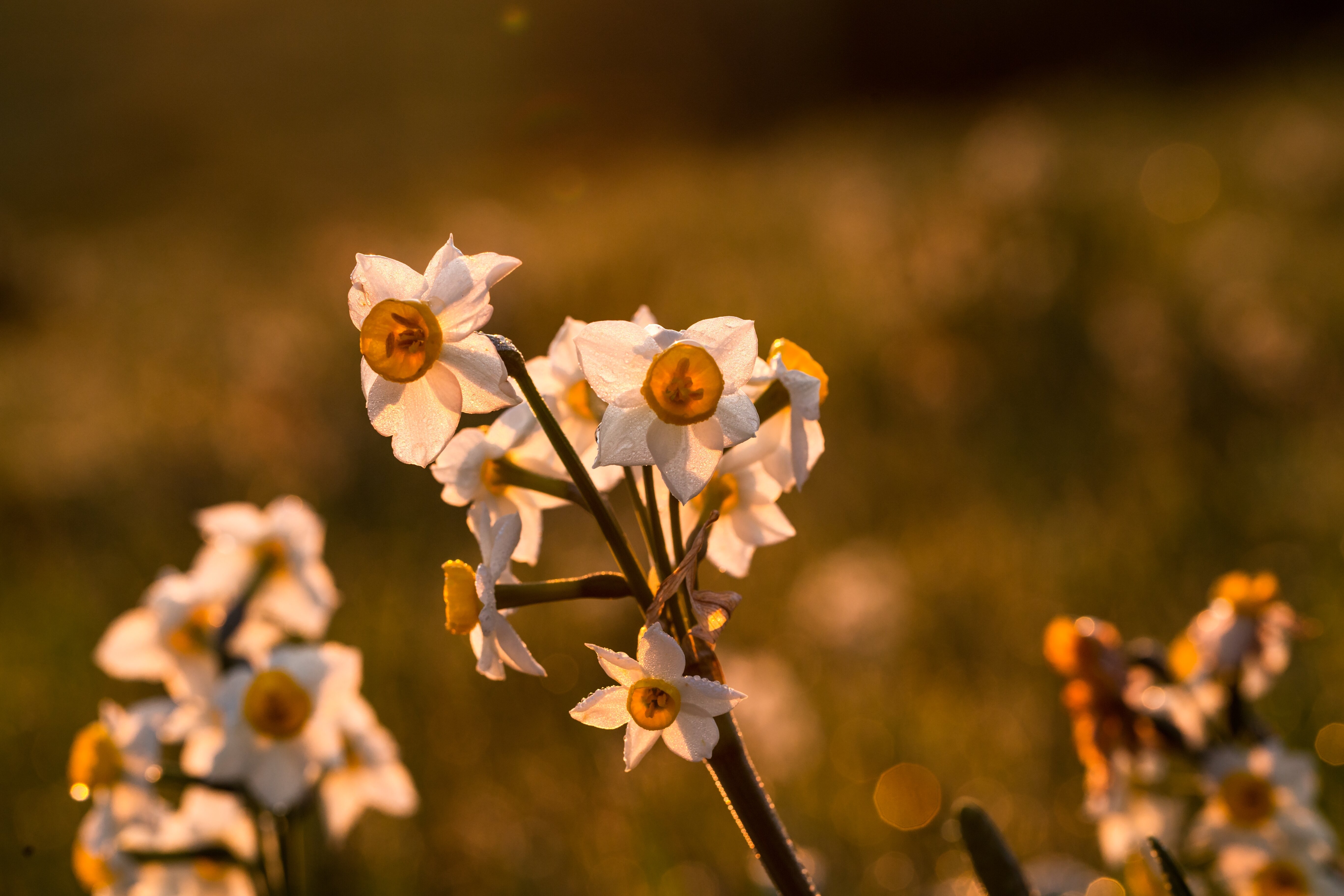 Aubépine : une plante bienfaitrice pour le sommeil Aubépine : Une Plante Bienfaitrice pour le Sommeil
