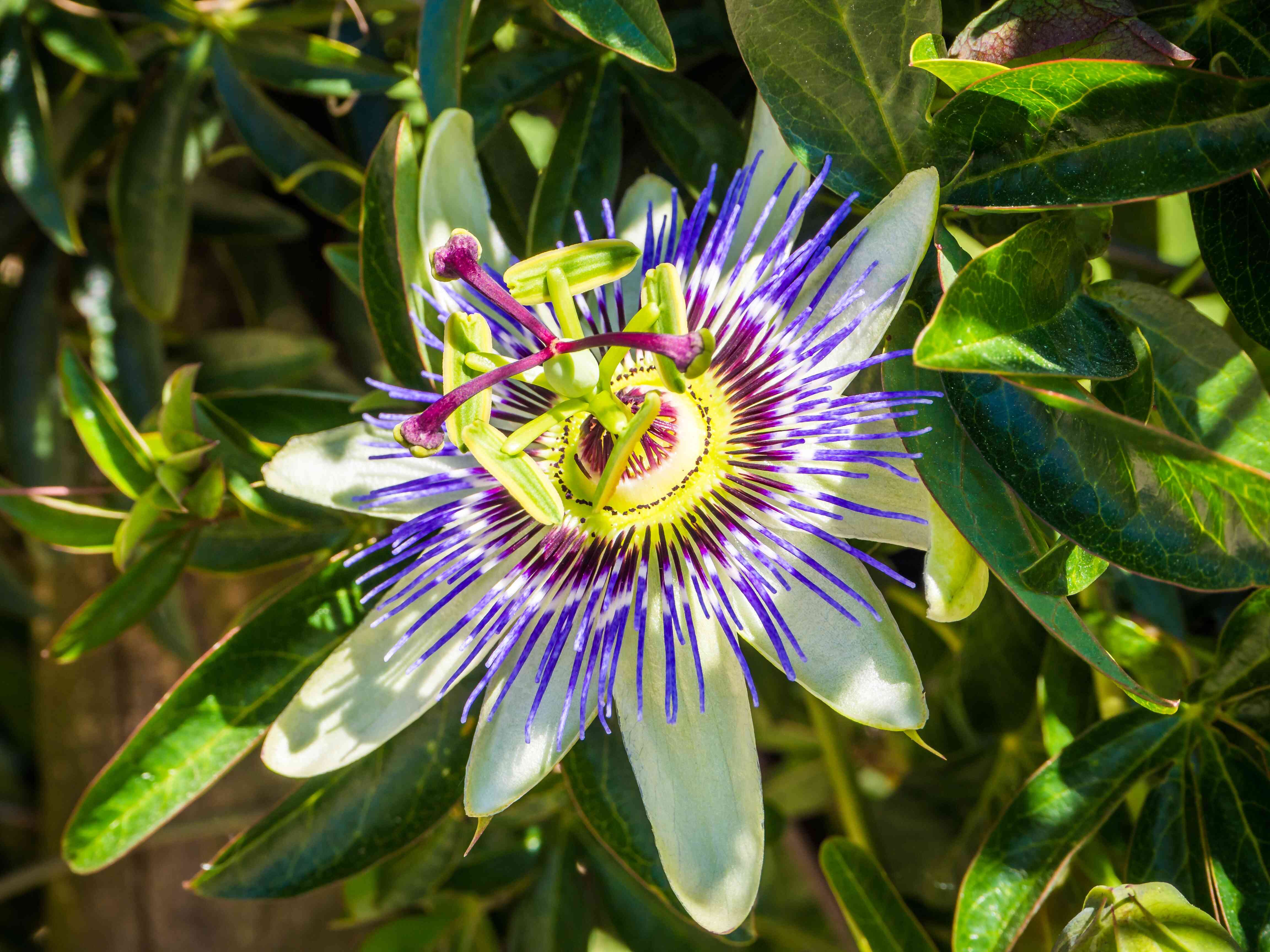 La passiflore ou fleur de la passion, apaisante et calmante