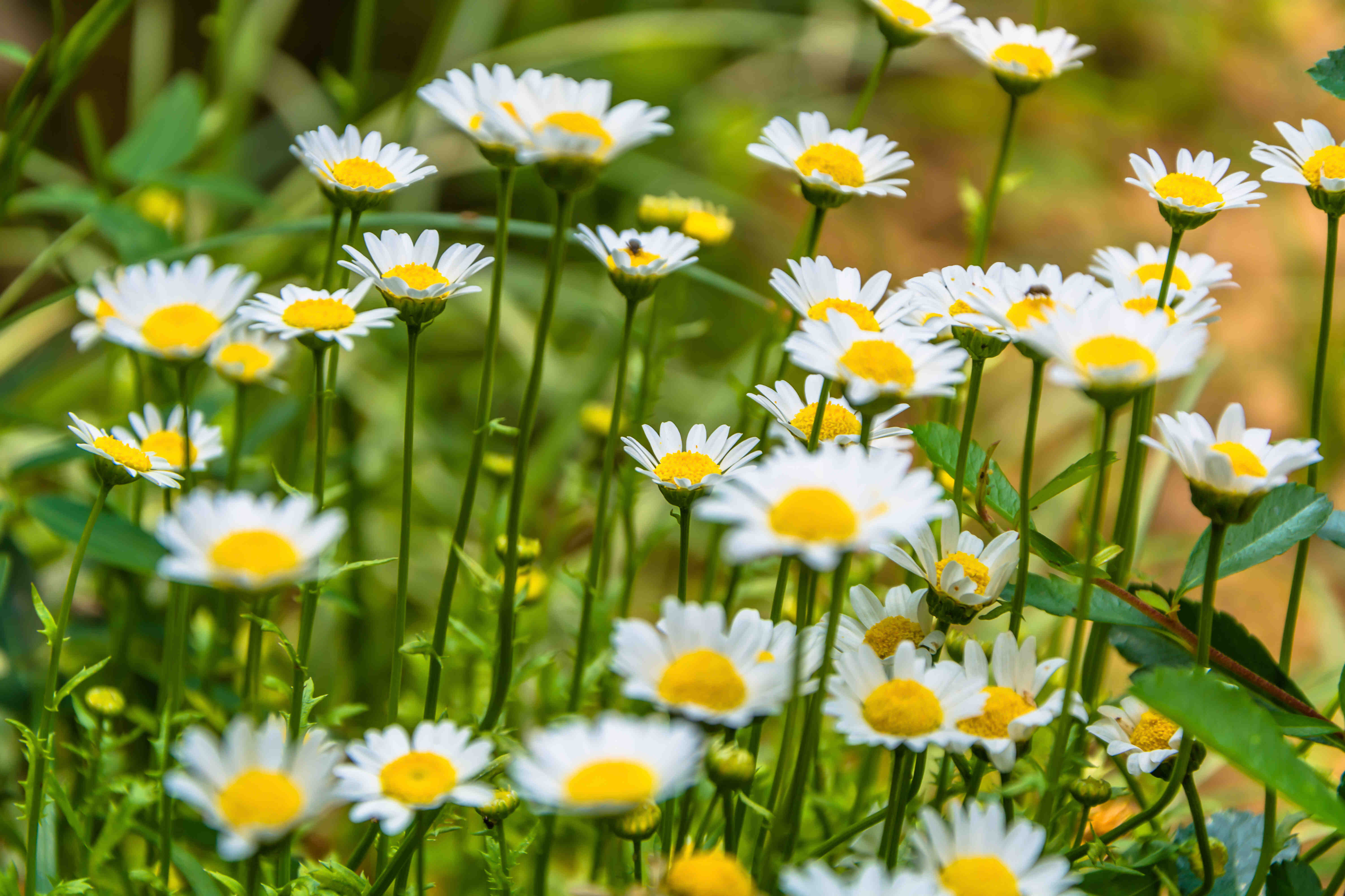 La camomille : utilisations et bienfaits pour le sommeil La Camomille : Utilisations et Bienfaits pour le Sommeil